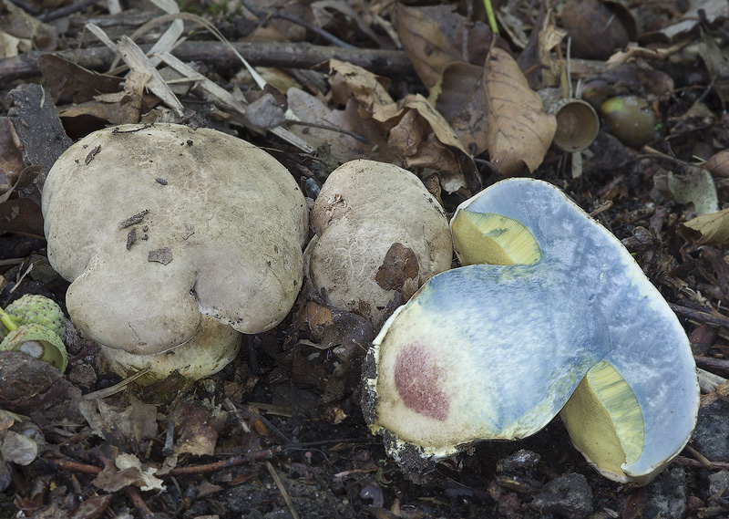 Boletus radicans